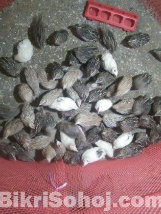 রানিং কোয়েল